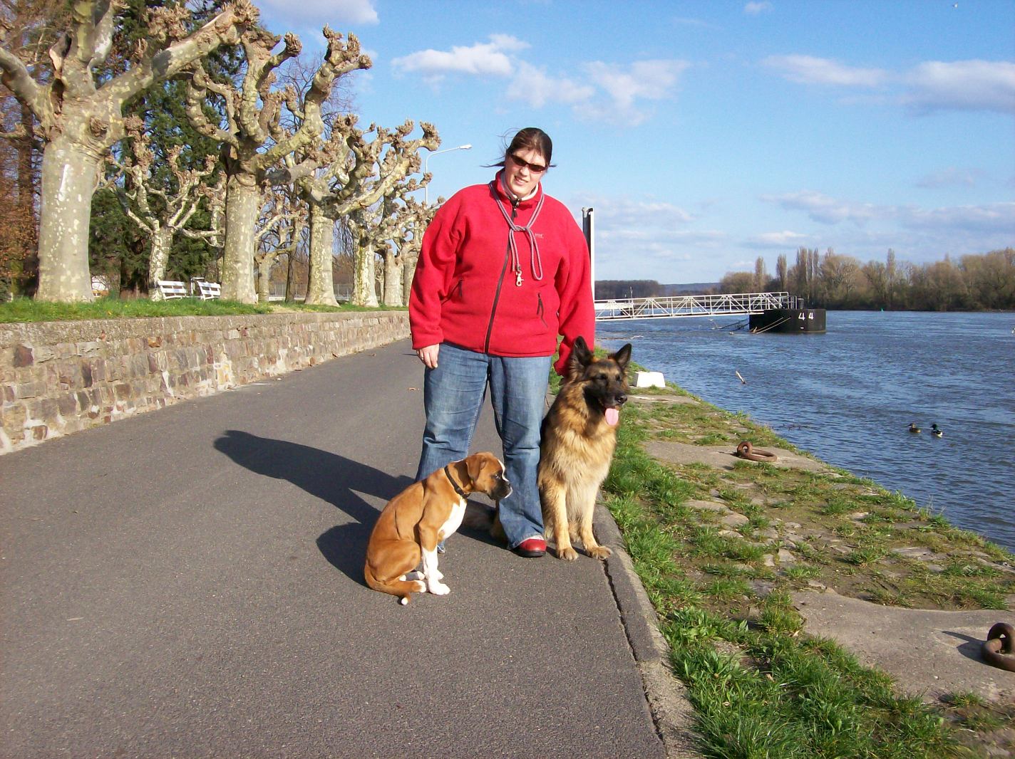 mopsfidel  in Rüdesheim am Rhein